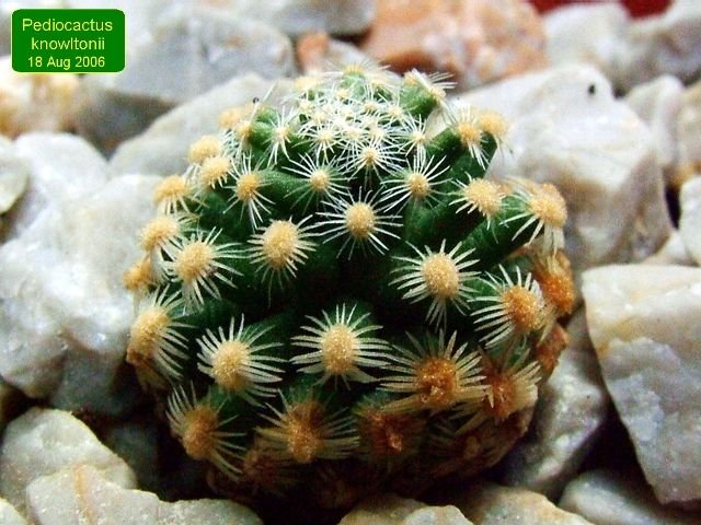 Pediocactus_ knowltonii _04